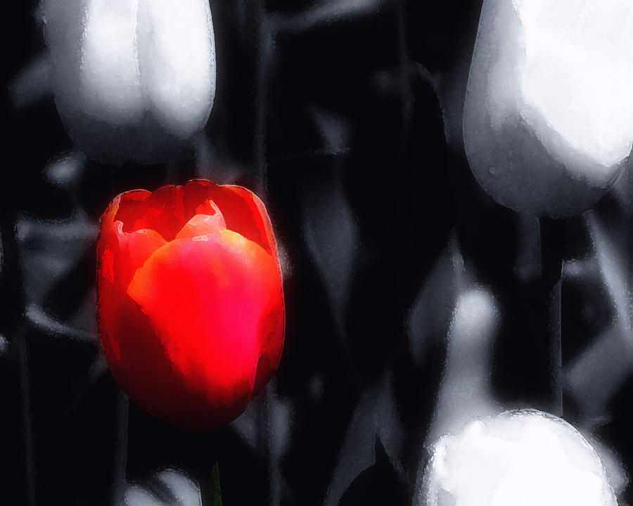 Tulip Photograph - Solitary in Red by Lyle  Huisken