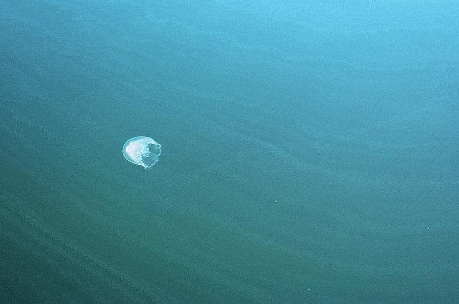 Solitary Jellyfish Photograph by Cathy Mahnke