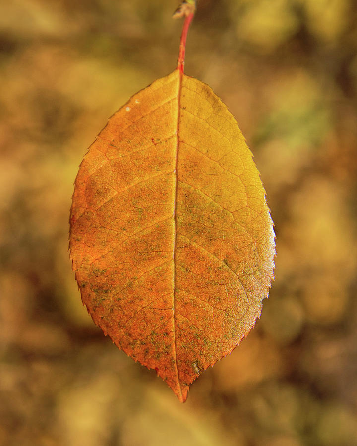 Solitary leaf -01 Photograph by Rob Graham