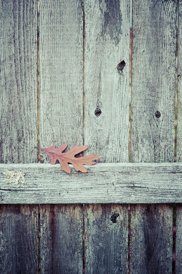 Solitary Leaf on Fence Photograph by Erin Cadigan