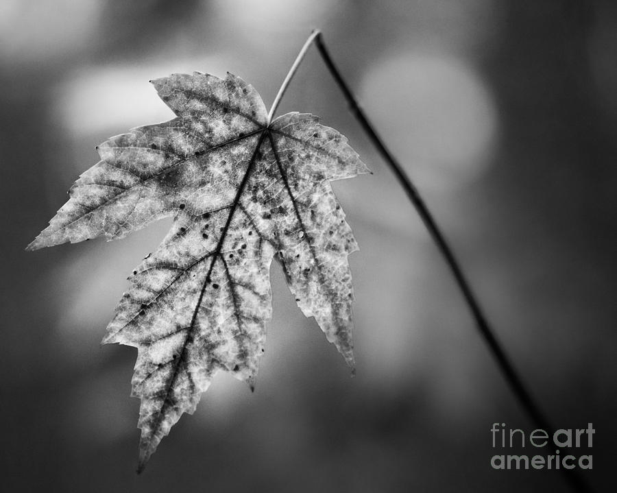 Solitary Maple In Black and White Photograph by Michael Arend