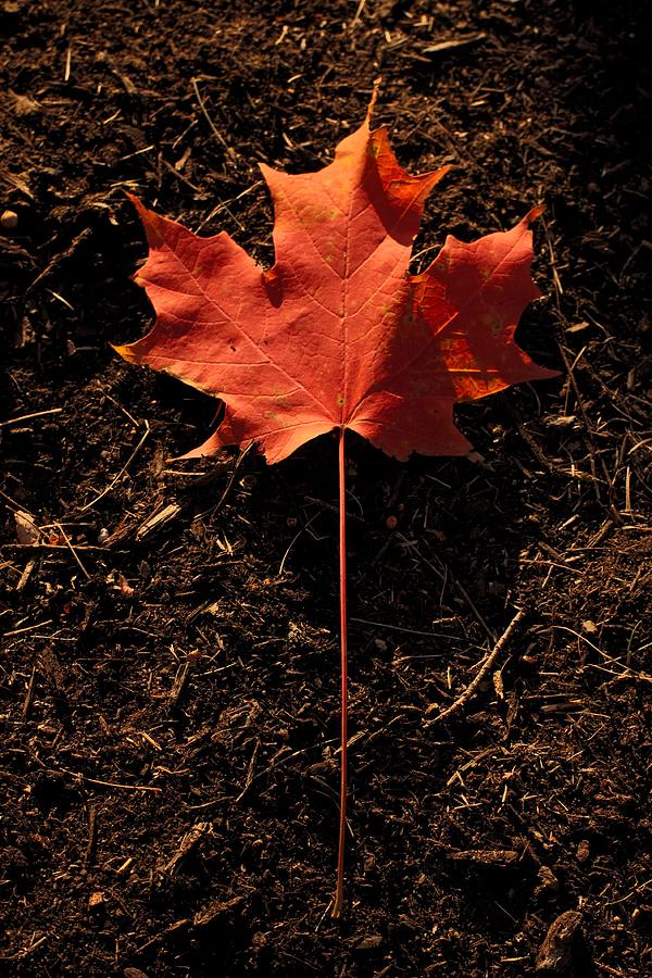 Solitary Maple Leaf Photograph by Shoeless Wonder