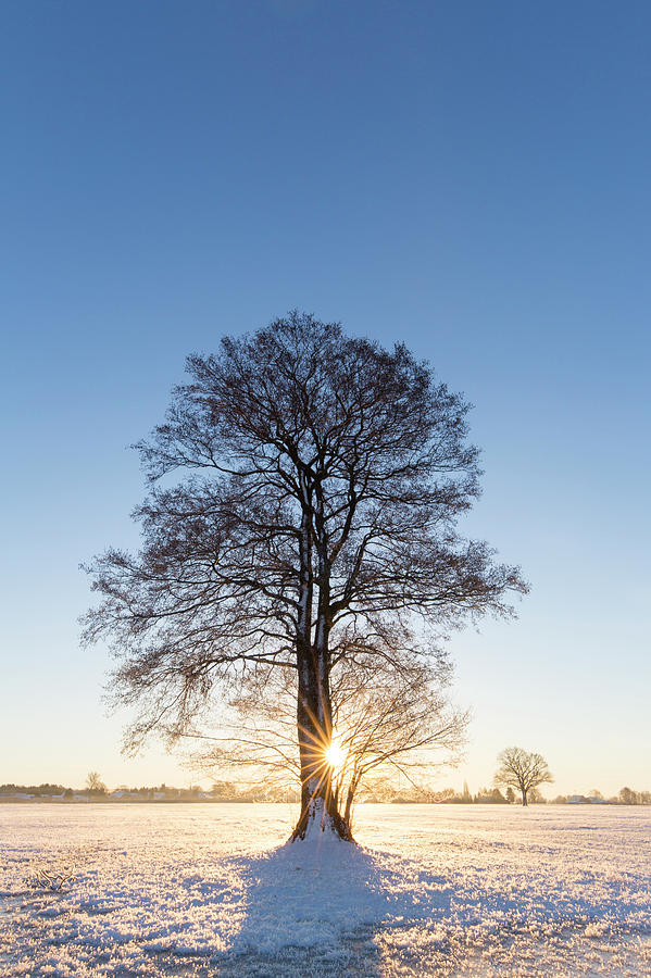 Solitary Oak in Winter Photograph by Arterra Picture Library