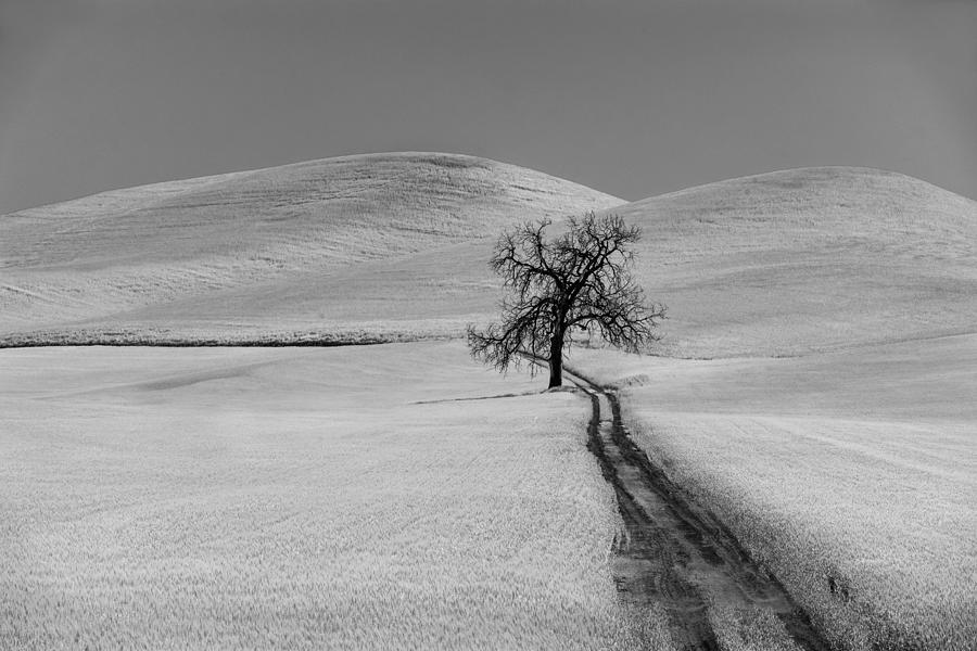 Solitary Oak Photograph by Jon Glaser