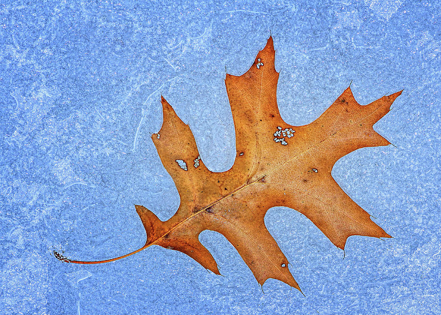 Solitary Oak Leaf on Ice Photograph by Carolyn Derstine