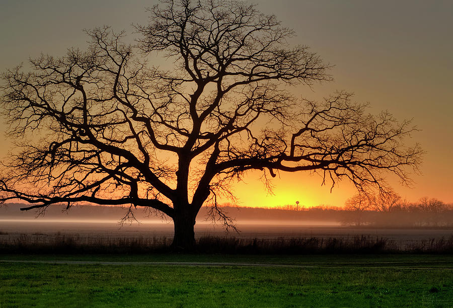 Solitary Oak near Oregon WI Photograph by Peter Herman
