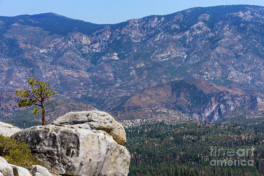 Solitary Pine on Promontory Photograph by Jeff Hubbard