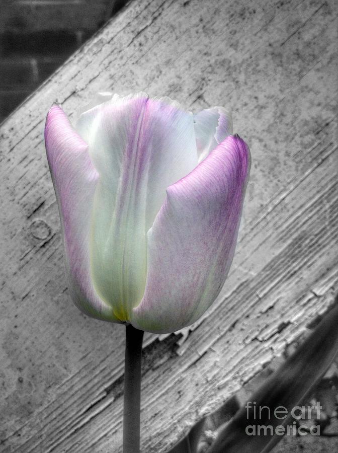Solitary Pink Whisper Tulip Photograph by Joan-Violet Stretch