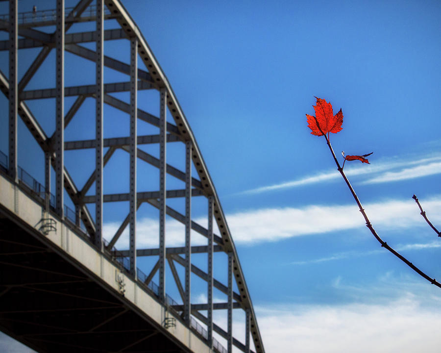 Solitary Red Maple Leaf at the St. Georges Bridge Photograph by Bill Swartwout