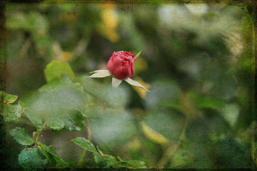 Solitary Red Rosebud  Photograph by Toni Hopper