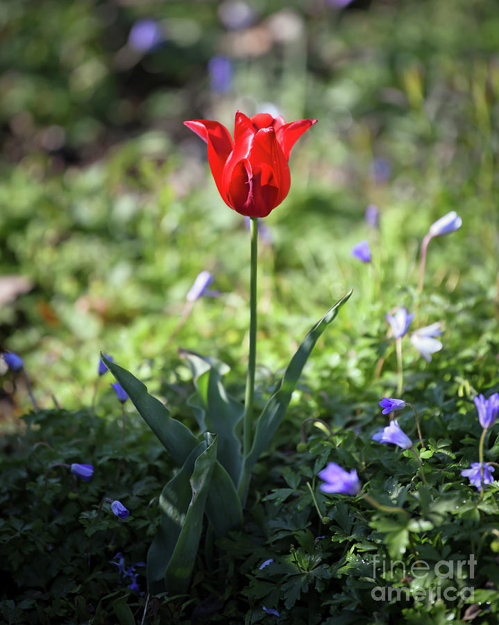 Solitary Red Tulip Photograph by Kerri Farley