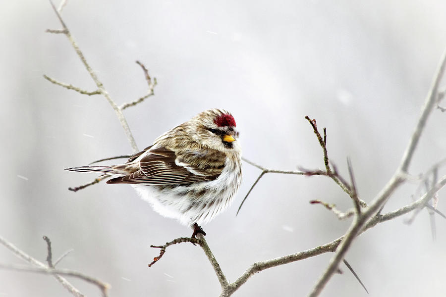 Solitary Redpoll Bird Photograph by Christina Rollo