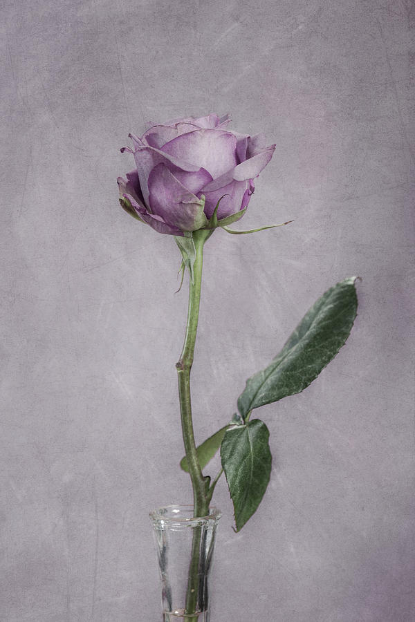 Solitary Rose Photograph by Cath Smith - Fine Art America
