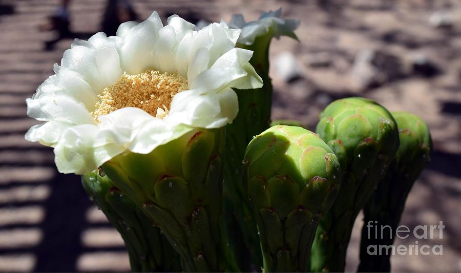 Solitary Saguaro Blossom Photograph by Jerry Bokowski