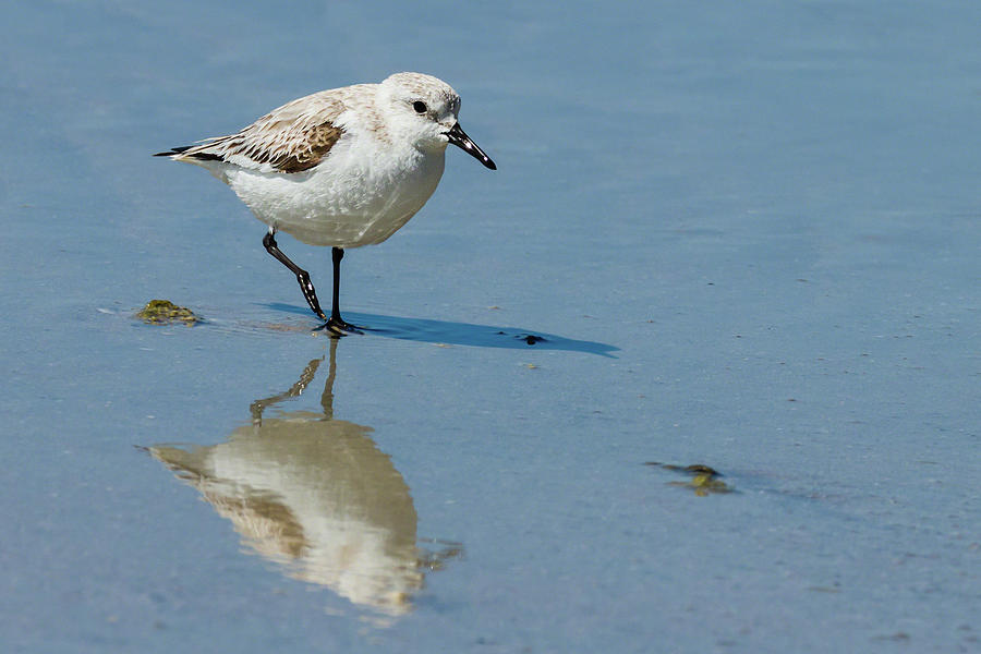 Solitary Sanderling Photograph by Dawn Currie