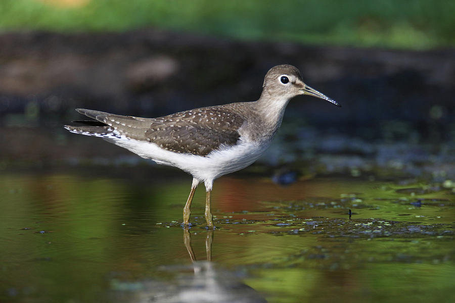 Solitary Sandpiper Photograph by Brook Burling