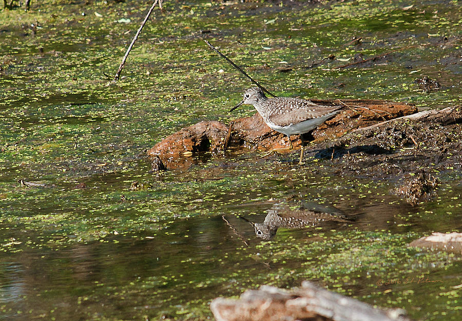 Solitary Sandpiper Photograph by Ed Peterson