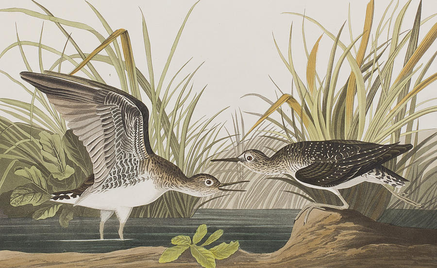 John James Audubon Painting - Solitary Sandpiper by John James Audubon