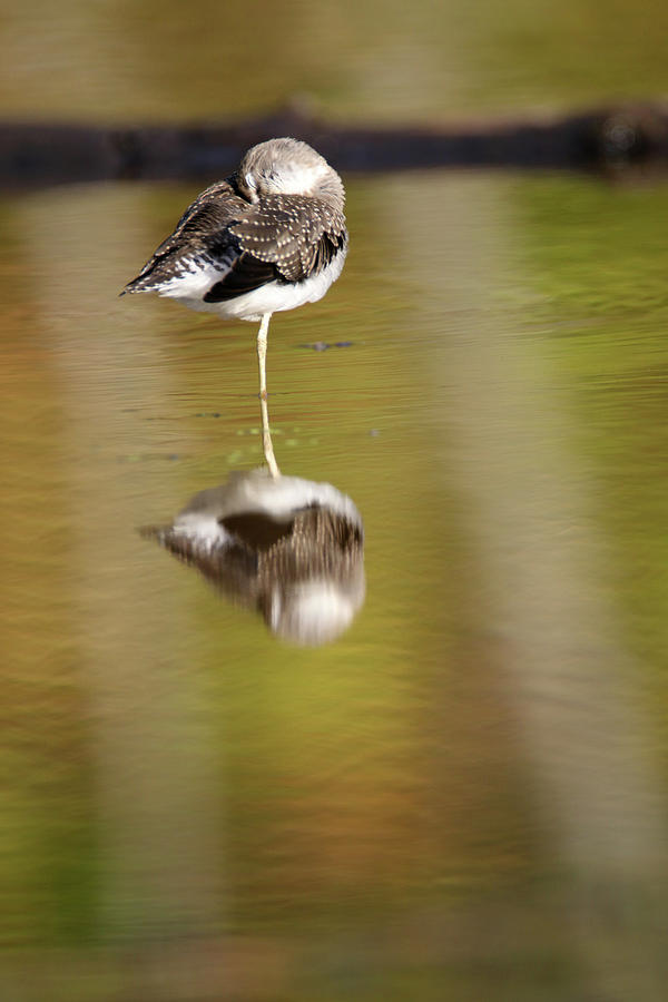 Solitary Sandpiper Reflection 2 Photograph by Brook Burling