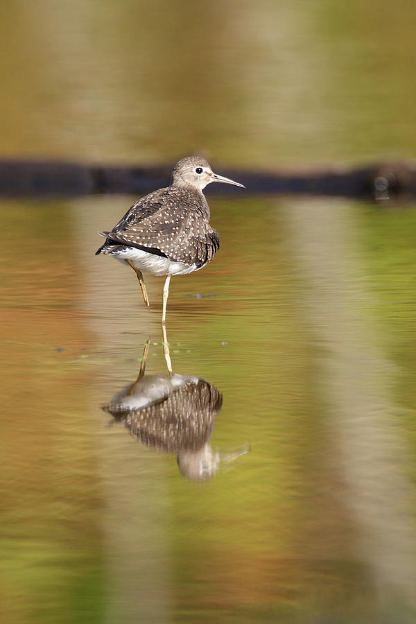 Solitary Sandpiper Reflection Photograph by Brook Burling