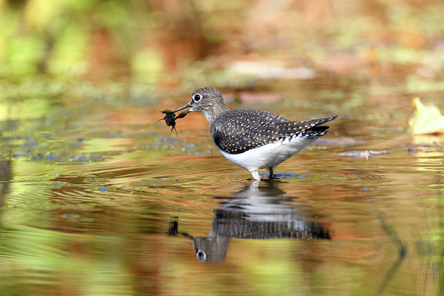 Solitary Sandpiper with a Belostomatidae Photograph by Brook Burling