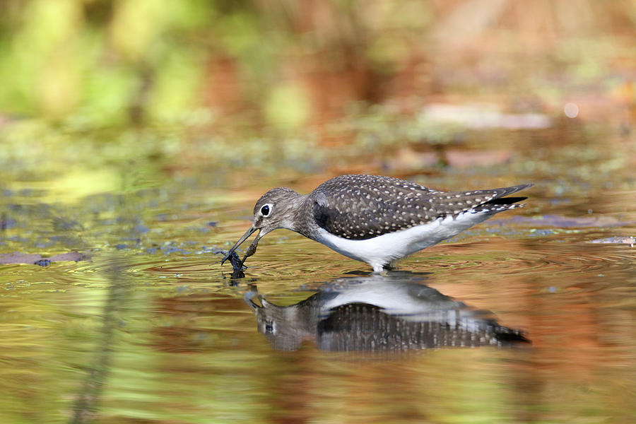 Solitary Sandpiper with Belostomatidae Photograph by Brook Burling