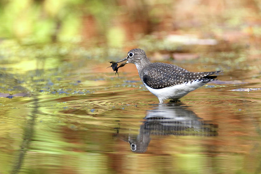 Solitary Sandpiper with Belostomatide Photograph by Brook Burling