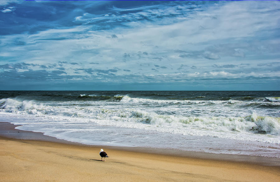 Solitary Seagull At Sandy Hook Surf Photograph by Gary Slawsky