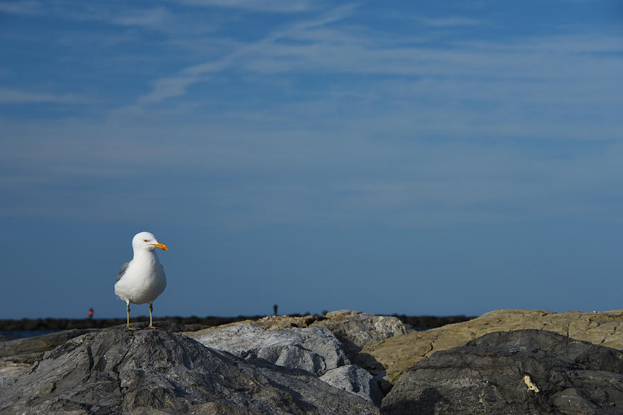 Solitary Seagull Photograph by Jennifer Ancker