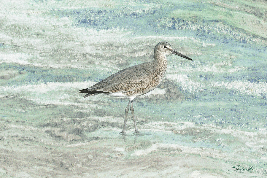 Solitary Shorebird Digital Art by M Spadecaller