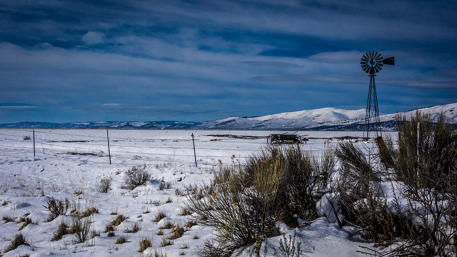 Solitary Stand Photograph by Michele James | Fine Art America