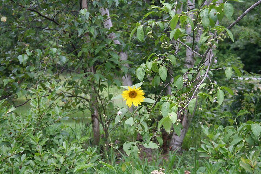 Solitary Sunflower Photograph by Aggy Duveen