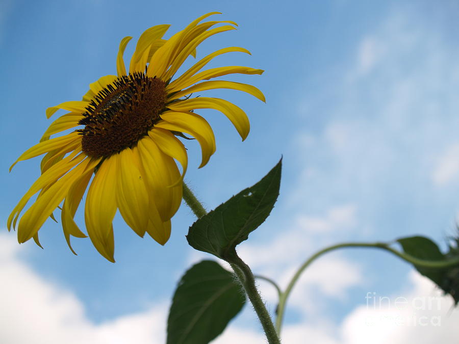Solitary Sunflower from Below Photograph by Anna Lisa Yoder