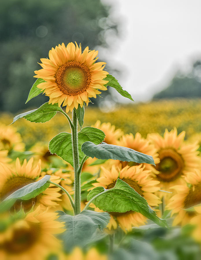 Solitary Sunflower Photograph By Bert Peake - Fine Art America