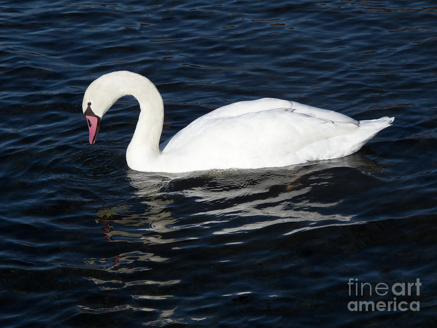 Solitary Swan Photograph