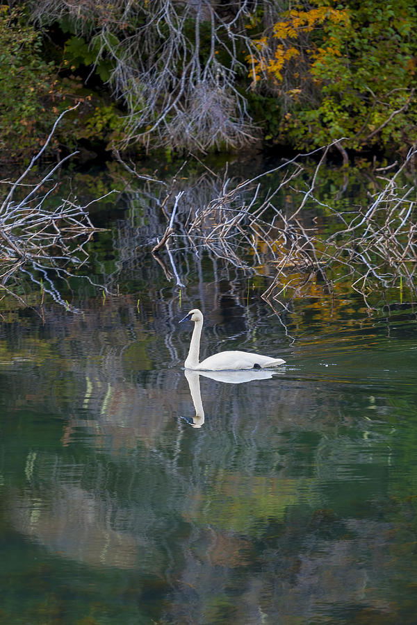 Solitary Swan in Autumn Photograph by Michele Cornelius