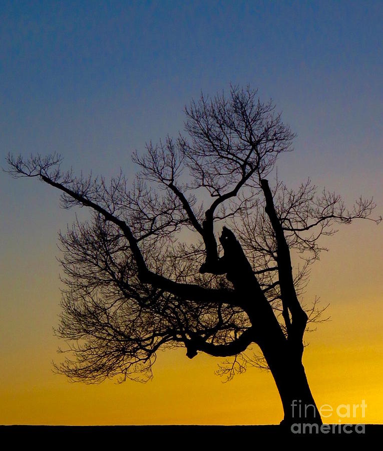Solitary Tree at Sunset Photograph by Beth Myer Photography