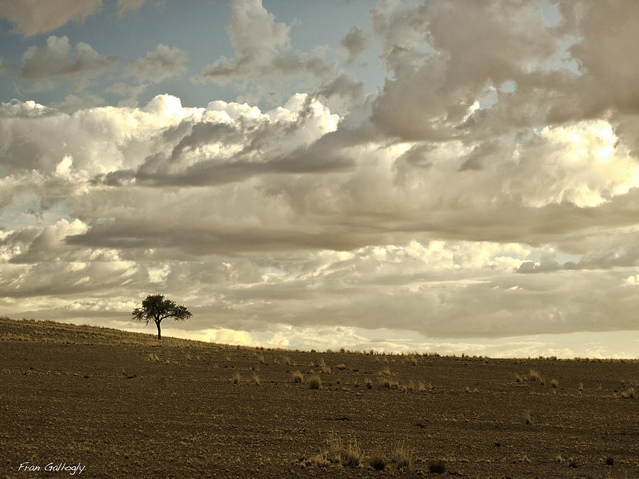 Solitary Tree Photograph by Fran Gallogly