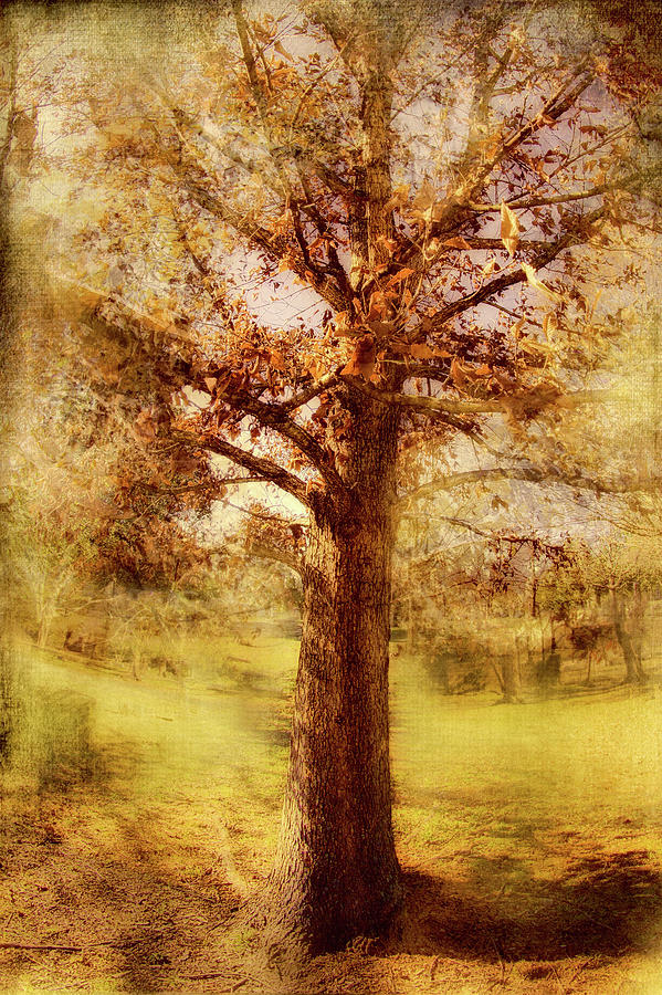 Solitary Tree FX Photograph by Dan Carmichael