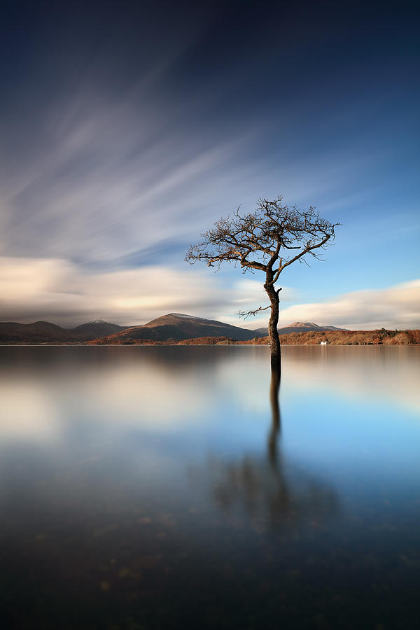 Solitary Tree Photograph by Grant Glendinning