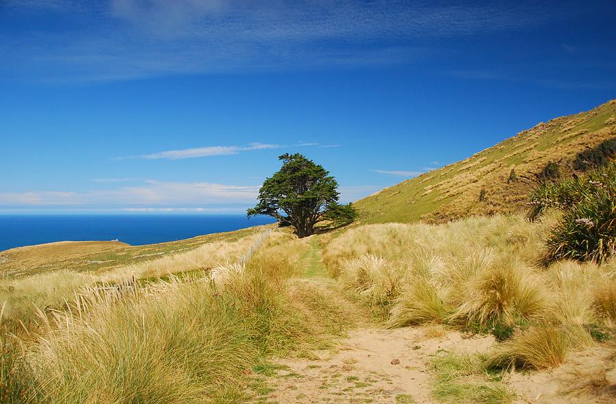 Solitary Tree on the Otago Peninsula Photograph by Cascade Colors
