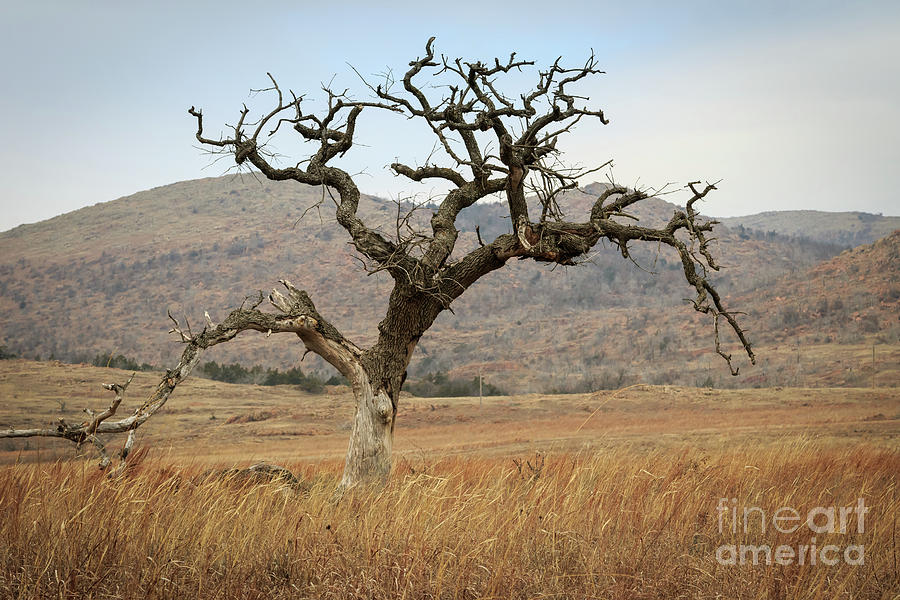 Solitary Tree on the Prairie Photograph by Richard Smith