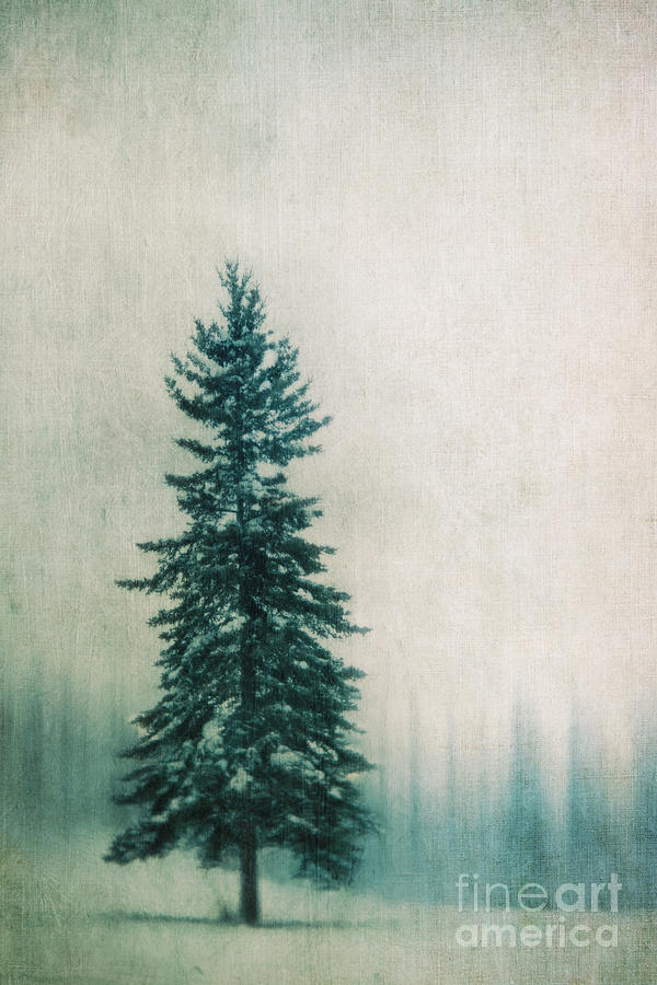 Tree Photograph - Solitary Tree by Priska Wettstein