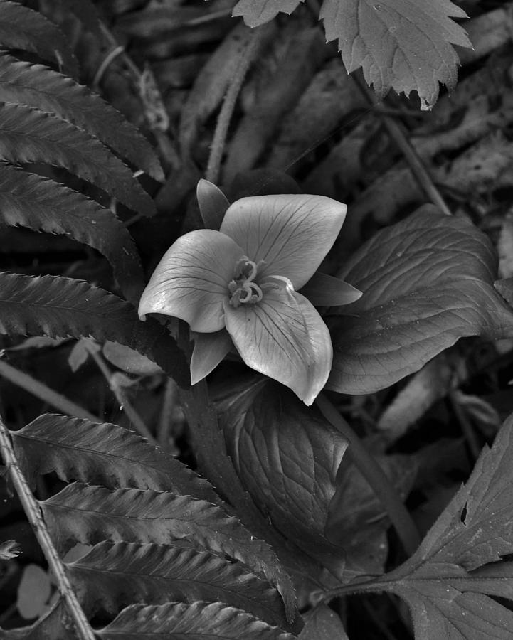 Solitary Trillium  Photograph by Charles Lucas