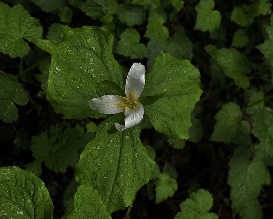 Solitary Trillium of the Forest Photograph by Charles Lucas
