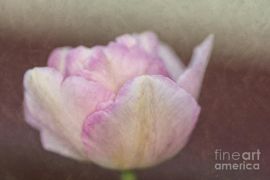 Solitary Tulip Photograph by Steve Purnell