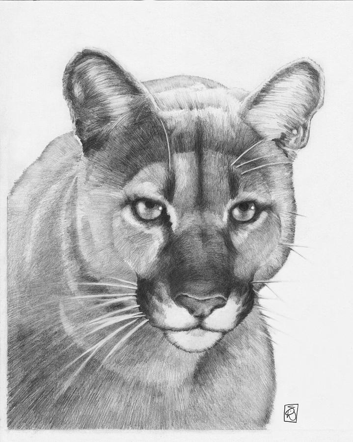 Realistic Puma Drawing | ubicaciondepersonas.cdmx.gob.mx