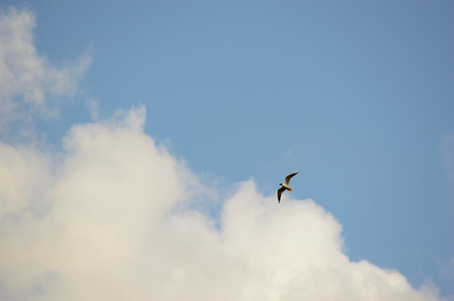 Wildlife Photograph - Solitary wild bird flying up against a blue sky by Johan Ferret