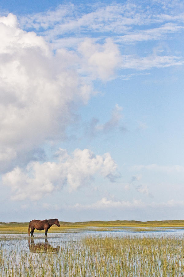 Solitary Wild Horse Photograph by Bob Decker