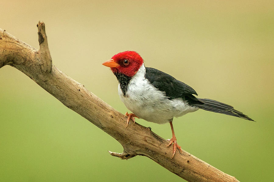 Solitary Yellow Billed Cardinal Photograph by Steven Upton